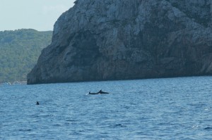 Dolphins at Cabrera Island