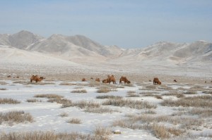 Weidende Kamele nördlich von Darkhan