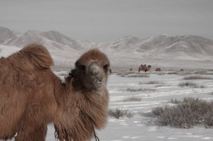 These camels are not timid.