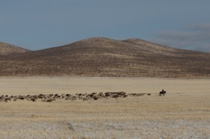 Ziegenherde mit Hirte - ein typisches Bild der Mongolei 
