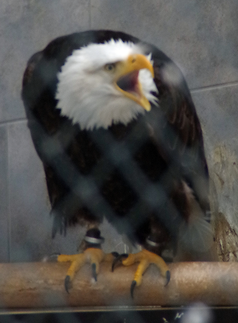 Weißkopfseeadler