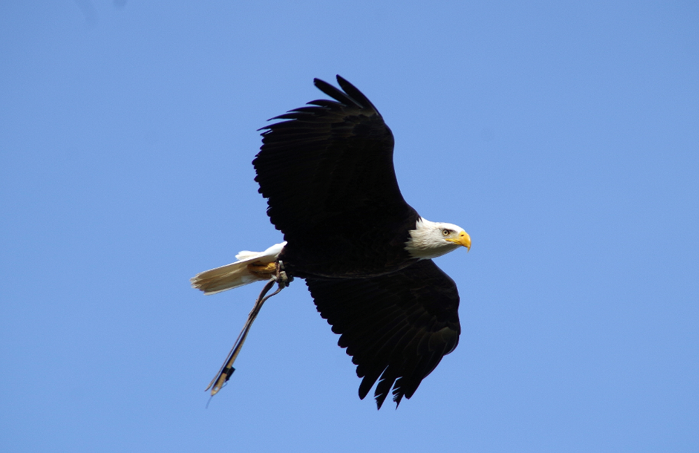 Sensortest mit einem Seeadler