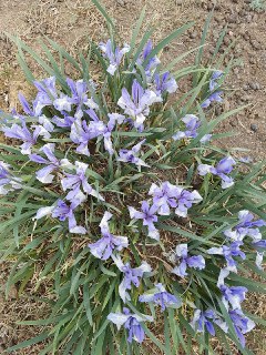 The steppe is blooming