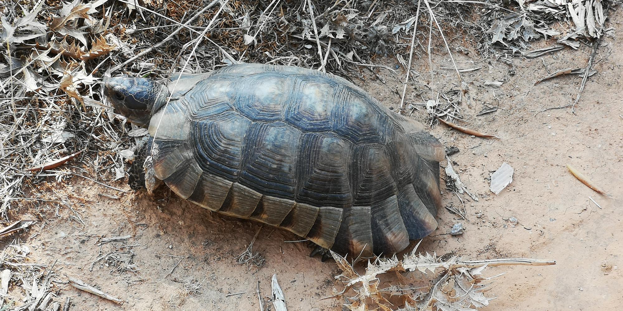 A Greek tortoise (Testudo hermanni) in an olive grove